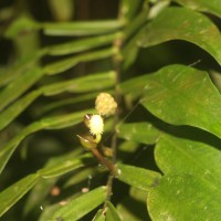 Pothos hookeri Schott